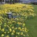 <b>Q) What surprises you about the city?</b><br><hr><b>A)</b> Compared to other cities Dundee is very clean and litter free. The crocuses that come up in the middle of the roundabouts as well as all the daffodils on Magdalen Green and the Marie Curie Field of Hope (among other places) mean that Dundee always looks nice and well cared for. The fact that the people are friendly as well means that Dundee is a great place to visit.