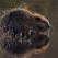<b>Q) What surprises you about the city?</b><br><hr><b>A)</b> Dundee's maritime heritage often overshadowed by Glasgow but non the less ust as important. The Discovery,Unicorn and North Carr.