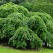 <b>Q) What surprises you about the city?</b><br><hr><b>A)</b> Dundee is home to the Camperdownii Elm or Ulmus Glabra, of which I have two in my garden. This rare tree was first discovered as a mutant hybrid in Dundee's Camperdown Park around 1840. Every Camperdownii Elm in the world is descended from cuttings from that original tree, since the tree does not seed. I have never seen another tree quite like it. Their twisted, spiraling branches and umbrella of weeping leaves are truly unique and every one who visits my home comments on how amazing they look and are always surprised to learn Dundee has its own tree.