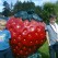 <b>Q) What surprises you about the city?</b><br><hr><b>A)</b> Dundee has lovely country parks, camperdown has it's own zoo, a golf course and having a stroll through the park in Autumn is not to be missed. We also have Baxter Park and Lochee Park both have a variety of activites throughout the year. Walking from bridge to bridge along the embankment is a joy.