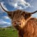 <b>Q) What surprises you about the city?</b><br><hr><b>A)</b> Highland cattle beside Riverside Drive! Seals in the Tay! But most of all, to a long transplanted Canadian, the people of Dundee. I'm proud to say I live here.